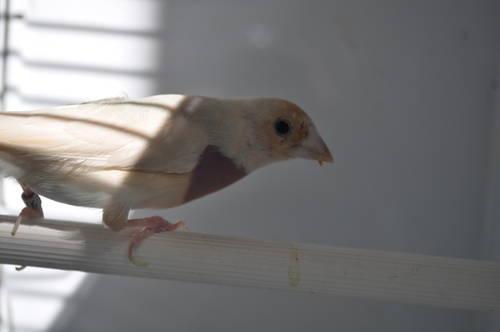 ready to breed silver gouldian finches