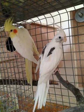 READY TO BREED WF AND LUTINO COCKATIELS