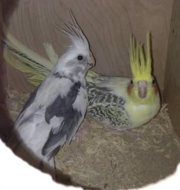 READY TO BREED YELLOW PEARL PIED AND WF HEAVY PIED COCKATIEL