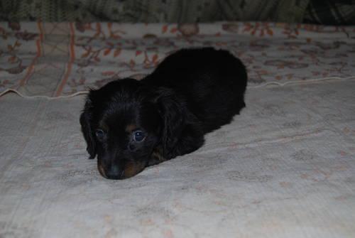 READY TO GO! ACA REGISTERED MINI-LONG HAIRED DACHSHUND PUPS