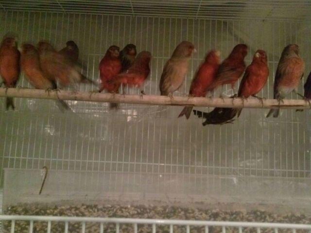 Red Bronze Canaries Beaphar Intensief