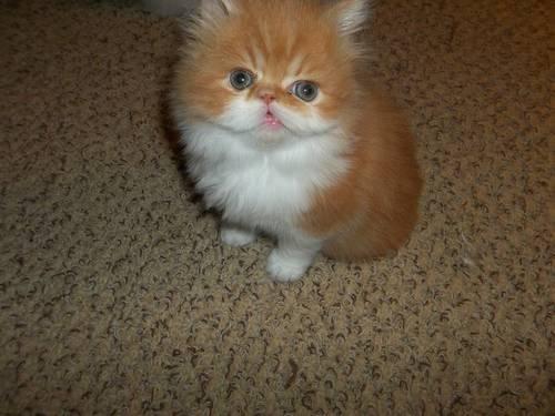 WANTED: Red, Cream, or Red Persian Kitten (8-11 weeks)