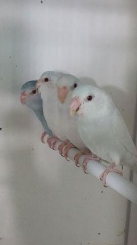 Red eyed fallow parrotlets
