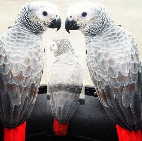Red factor African Greys