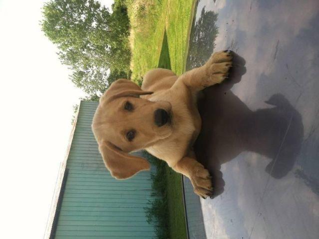 red lab male for sale