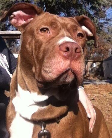 Red Nose Bully Mix Needs FOSTER/ADOPTER ASAP