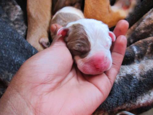 Red Nose Pit Bull Puppies