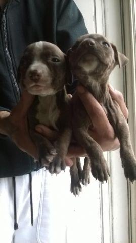 Red Nose pitbull puppies