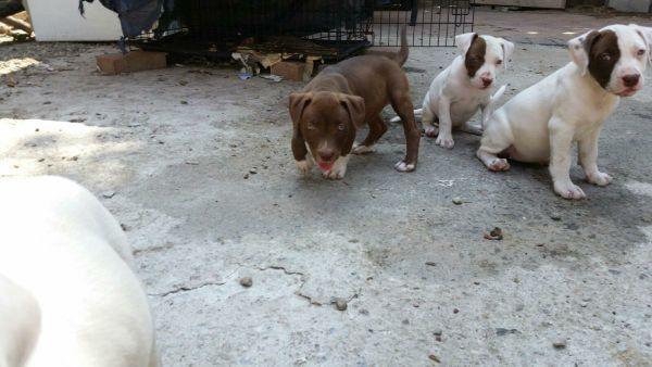 Red nose pups
