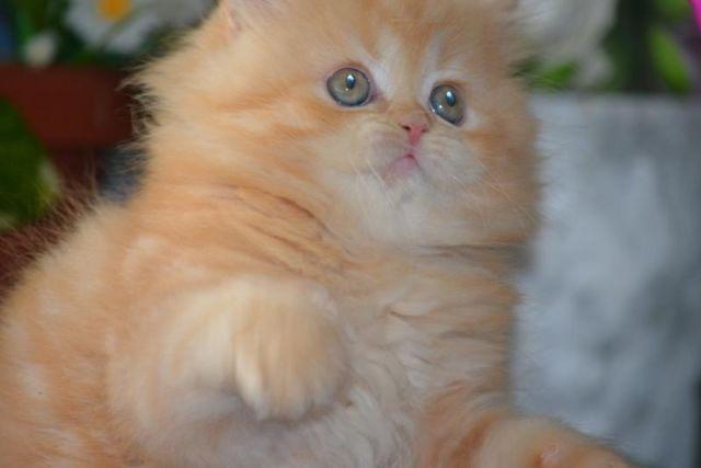 Red Persian kitten (classic)