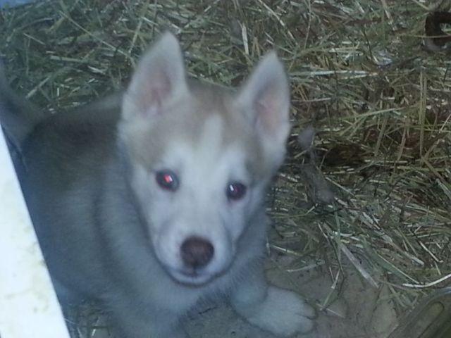 Red Siberian husky pups READY NOW