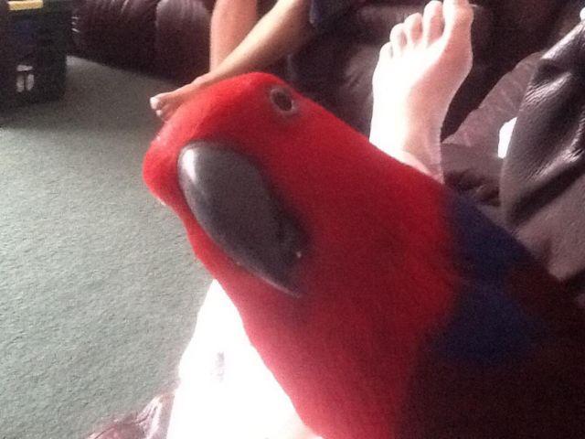 red sided eclectus baby