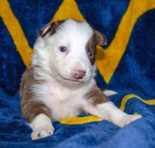 Red & White, Merle Border Collie Puppies