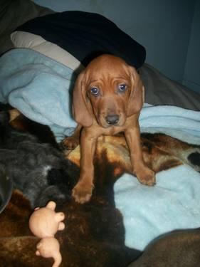 Redbone Coonhound/English Setter pups
