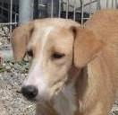 Redbone Coonhound - Lexi - Medium - Young - Female - Dog