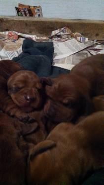 Redbone Coonhound Puppies.... Dual Registered, Champion Parents!