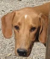 Redbone Coonhound - Whitie - Large - Young - Female - Dog
