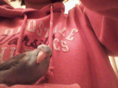 *REDUCED* blue female pacific parrotlet ( might make a good breeder)