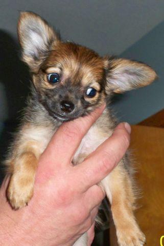 Reduced - CKC Teacup Longhair Chihuahua puppy - Black