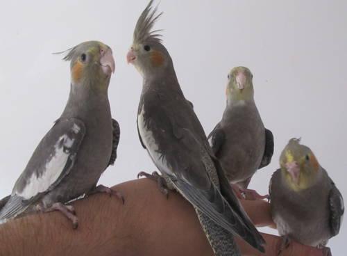 REDUCED!!! HAND FED COCKATIELS SPLIT TO LUTINO & PEARL