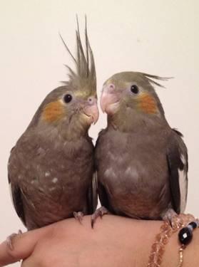 REDUCED!!! JUST WEANED OUT COCKATIELS SPLIT TO LUTINO