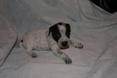 REDUCED PRICE - Jack Russell Terrier Pups