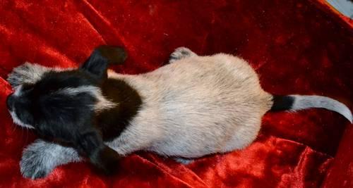 REDUCED PRICE - Jack Russell Terrier Pups