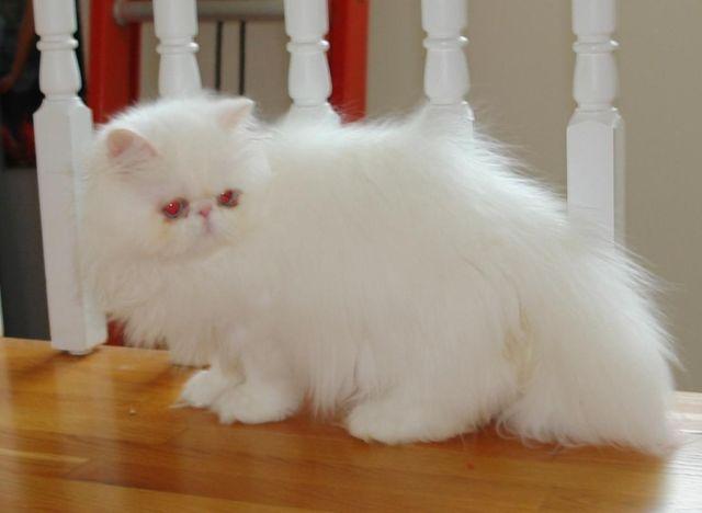 Reduced Price Persian Kittens 6 months old