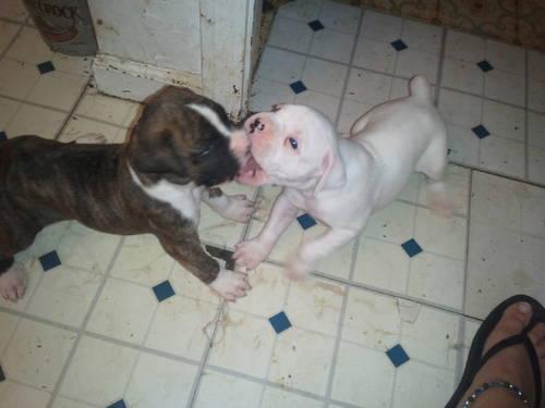Reduced Prices AKC Boxer Puppies