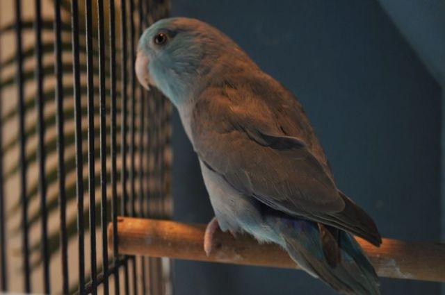 Reduced prices on parrotlets