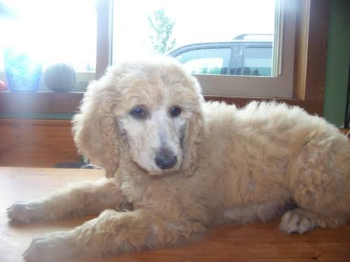 Reduced $$ Standard Poodle Puppies