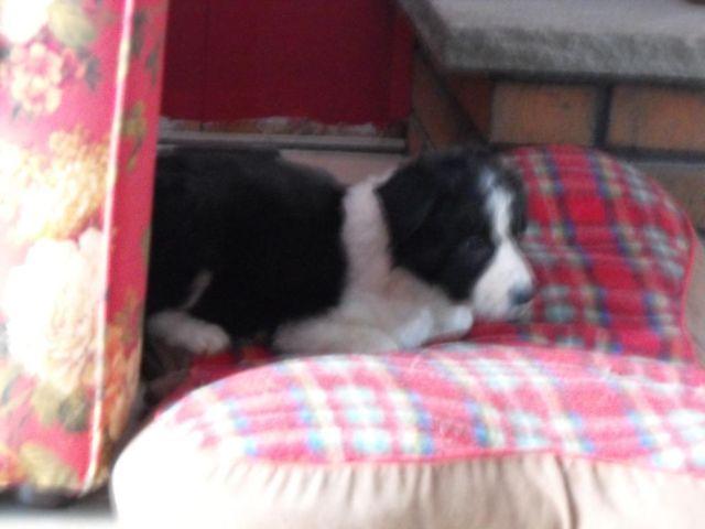 Registered ABCA Border Collies- Ready in late March