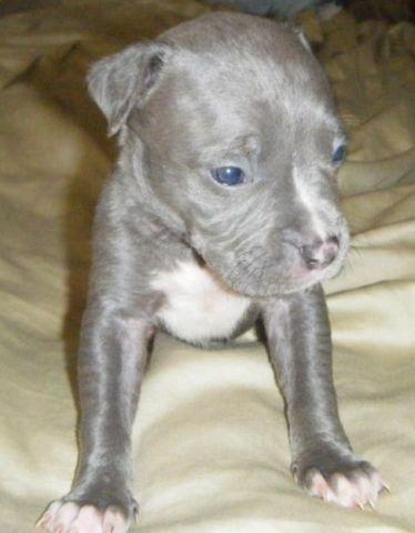 Registered Blue Nose Pitbull Puppies For Adoption - 14 Weeks Old