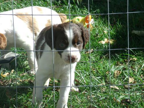 Registered Brittany Puppies