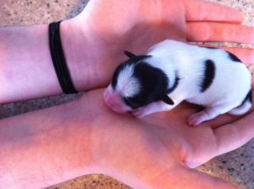 Registered Female Teacup Chihuahua Puppy