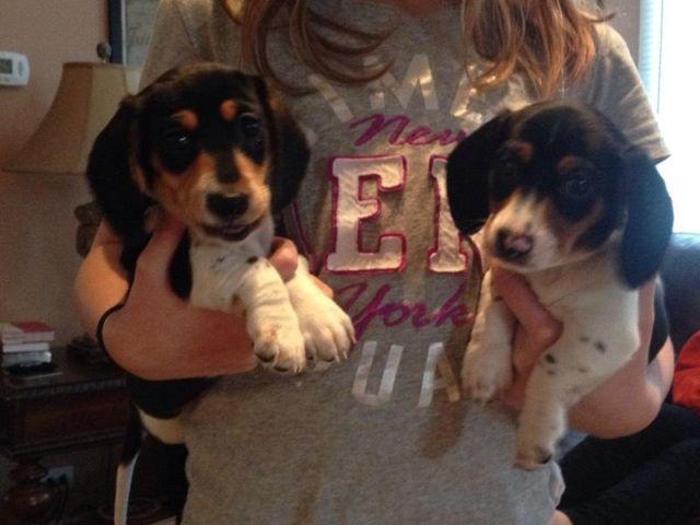 Registered Male Mini Dachshund Puppies