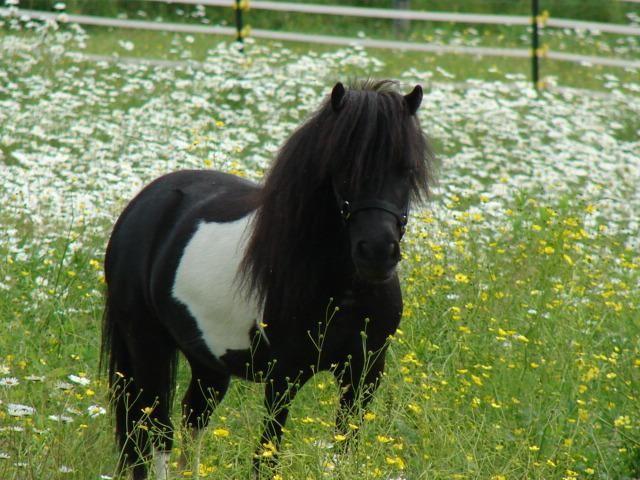 Registered Miniature Horse ~ Mini Horse ~ Falabella / Black Velvet