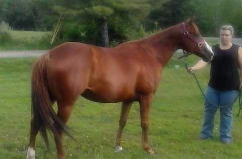 Registered quarter horse