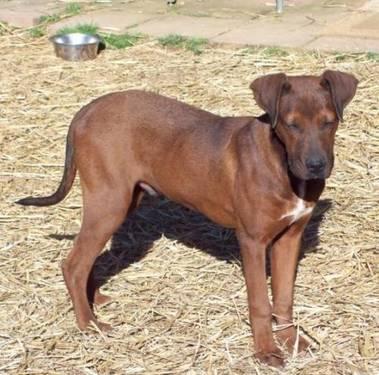 Rhodesian Ridgeback - Zeus - Medium - Young - Male - Dog