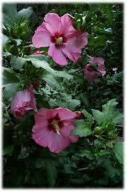 Rose of Sharon Forsyitha Honeysuckle Ferns Lily Ferns $20 down to -