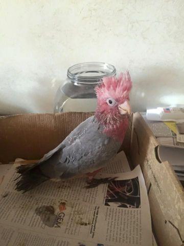 Rosebreasted Cockatoo at 9 weeks almost weaned $1650