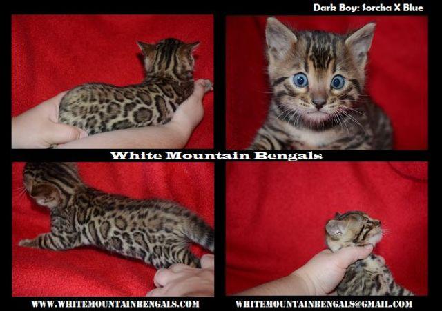 Rosetted Bengal Boy Available!