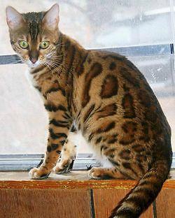 Rosetted Bengal Kitten Already Neutered Pet or breeder