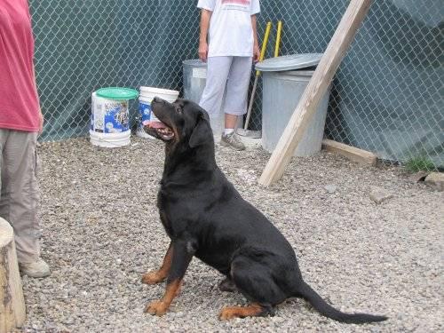 Rottweiler - Dexter - Large - Young - Male - Dog