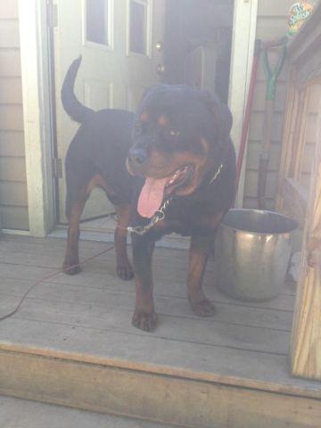 Rottweiler male 3 yrs old