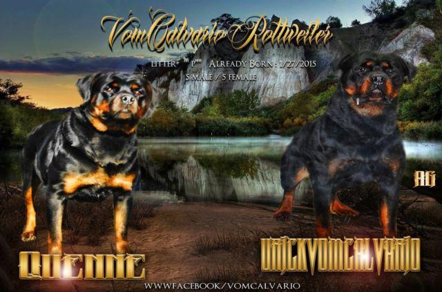 Rottweiler puppies available Champion Bloodline