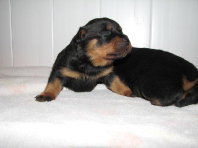 Wanted: Rottweiler puppy