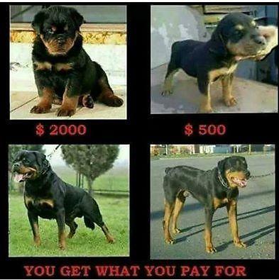 ROTTWEILERS PUPPIES