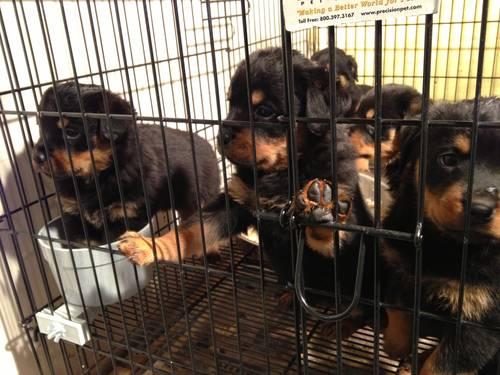 Rottweilers Puppies Available W/ AKC Papers!!