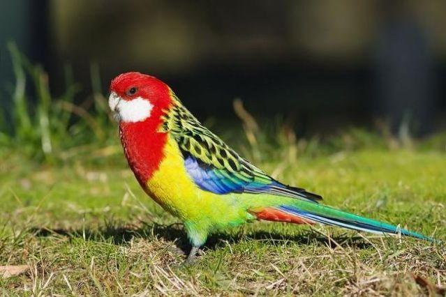 Rubino Rosella Parrots